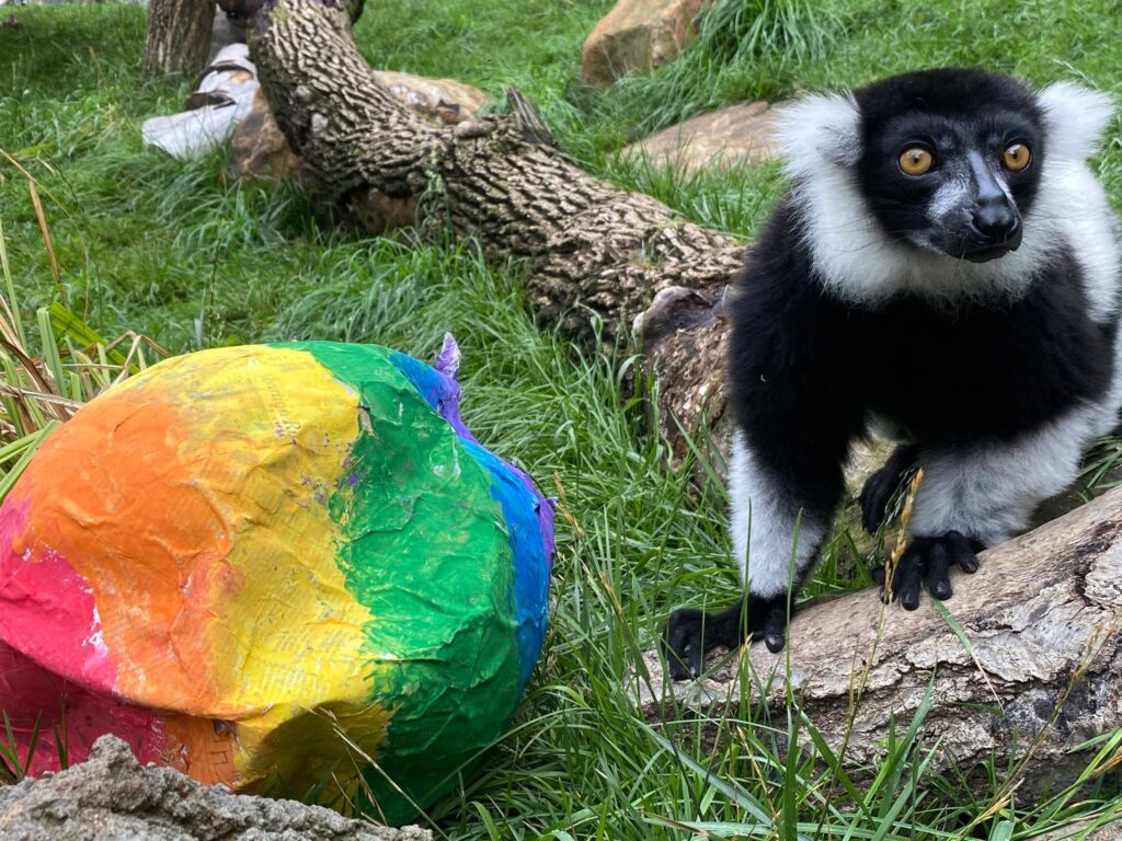 Instagram post from brandywinezoo. This post is in position 1.